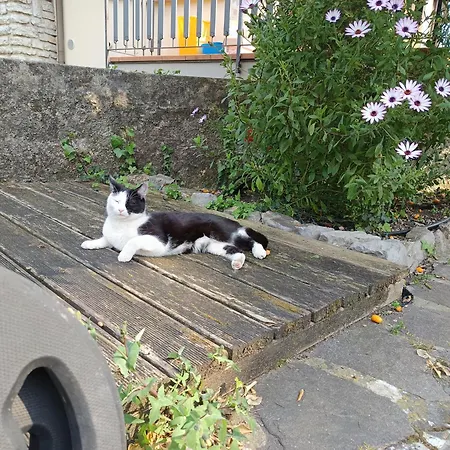 Casa Elena E Sul Di Garda Bed and breakfast